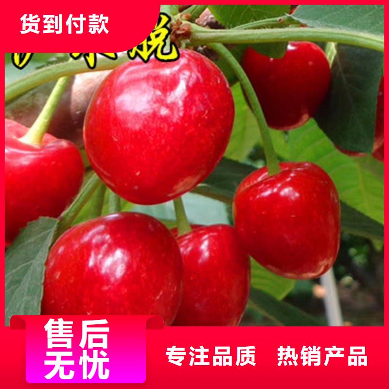 樱桃,板栗苗规格齐全