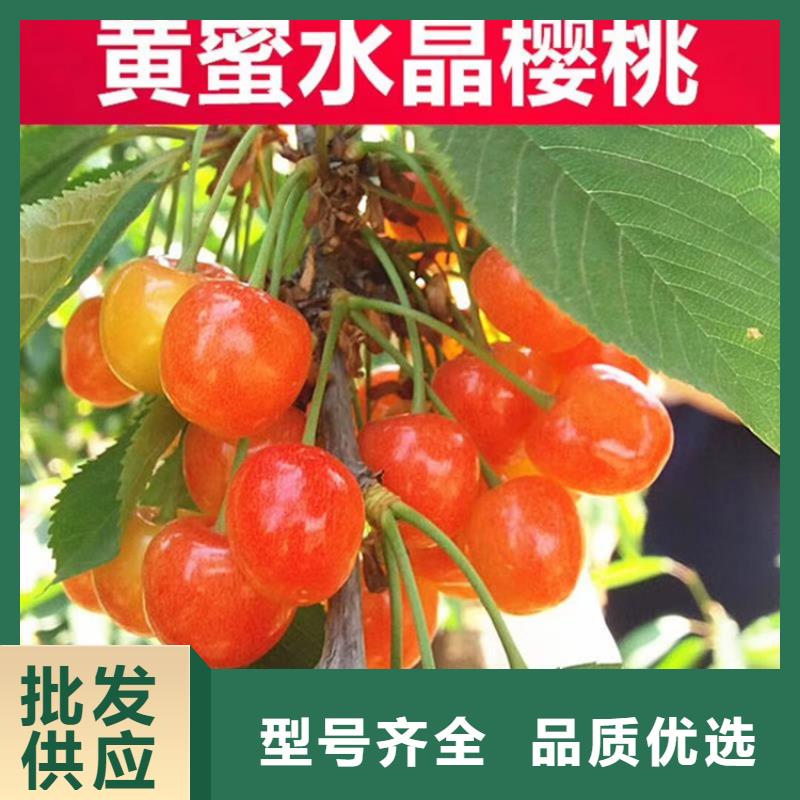 樱桃_无花果苗海量库存