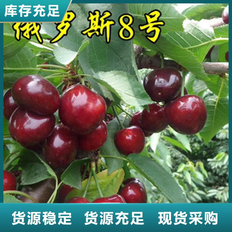红石榴苗基地视频-广西省|南宁|桂林|钦州|防城港|崇左|柳州红石榴苗基地-轩园