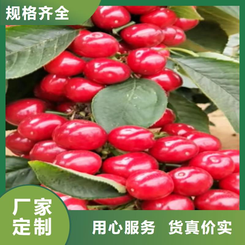 【樱桃】无花果苗优质工艺