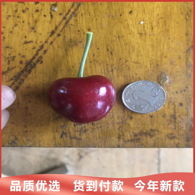 樱桃蓝莓苗品质之选