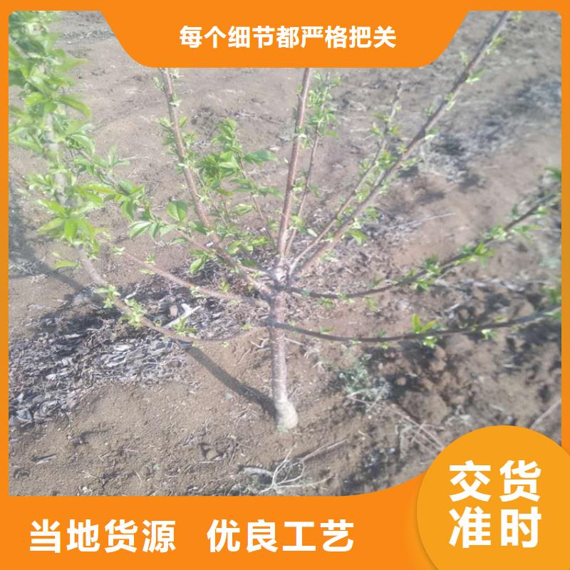 樱桃,板栗苗规格齐全