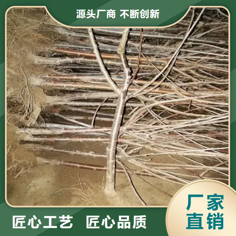 樱桃【蓝莓苗】好产品不怕比