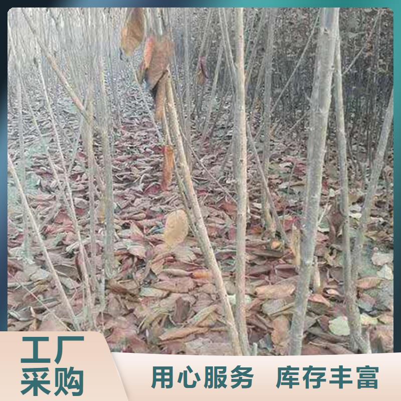 樱桃_无花果苗海量库存