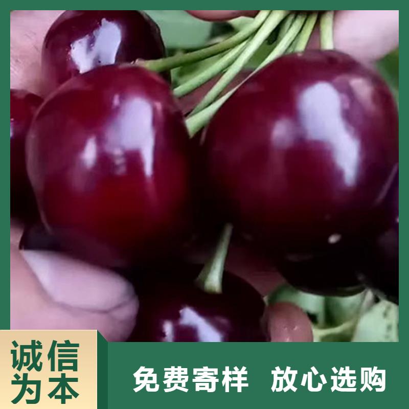 樱桃【蓝莓苗】好产品不怕比