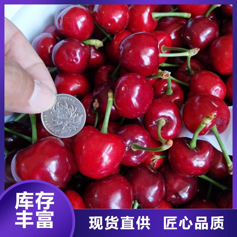 红石榴苗基地视频-广西省|南宁|桂林|钦州|防城港|崇左|柳州红石榴苗基地-轩园