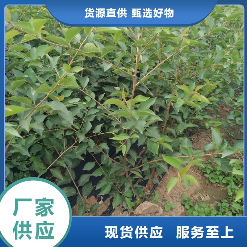 【樱桃】无花果苗优质工艺