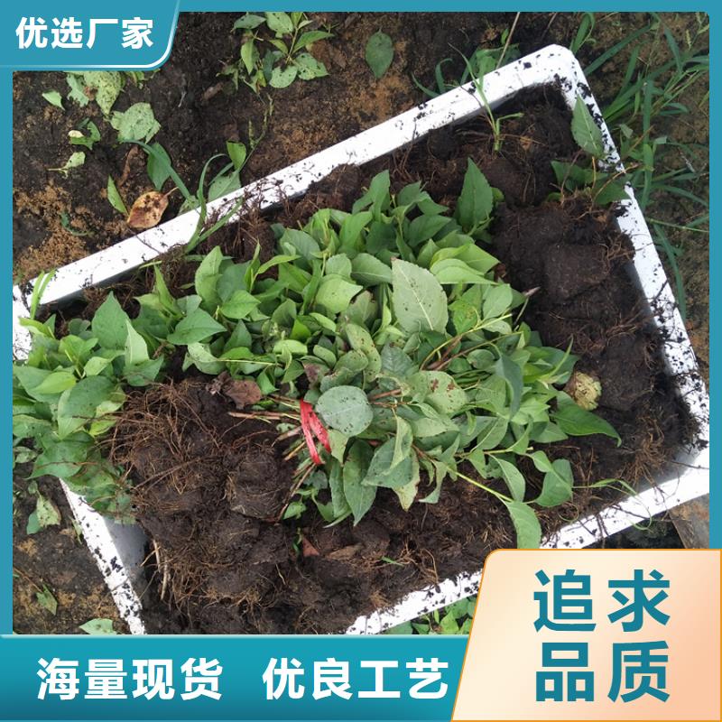 红石榴苗基地视频-广西省|南宁|桂林|钦州|防城港|崇左|柳州红石榴苗基地-轩园