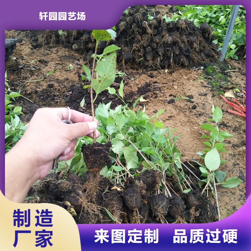 樱桃_苹果苗海量现货直销