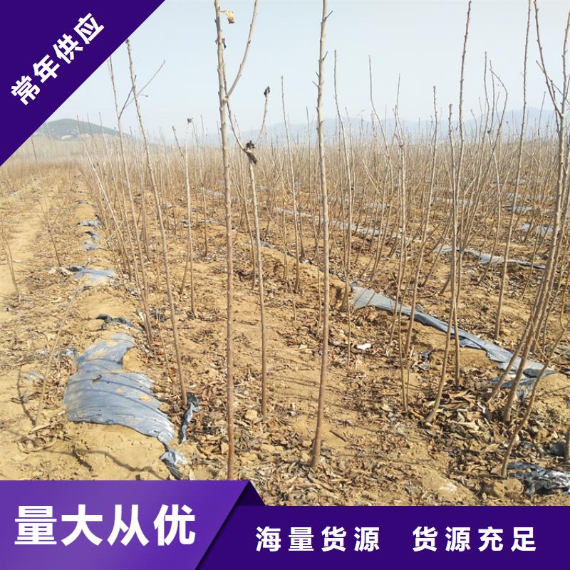 【樱桃_苹果苗市场报价】