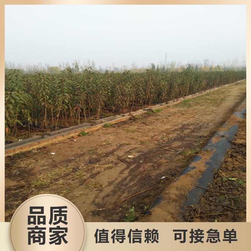 【樱桃】无花果苗优质工艺