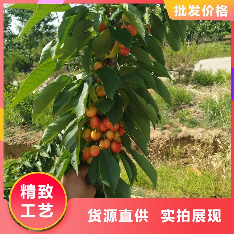 红石榴苗基地视频-广西省|南宁|桂林|钦州|防城港|崇左|柳州红石榴苗基地-轩园
