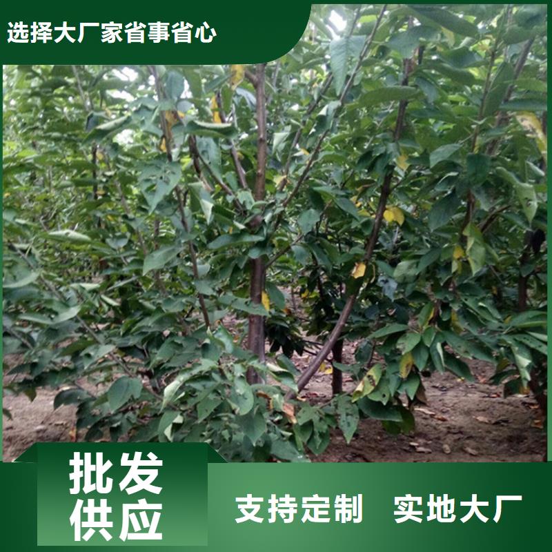 樱桃-【蓝莓苗】量大更优惠