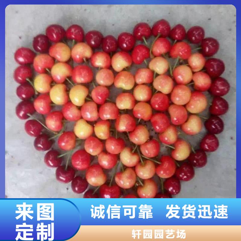 樱桃【无花果苗】质优价廉