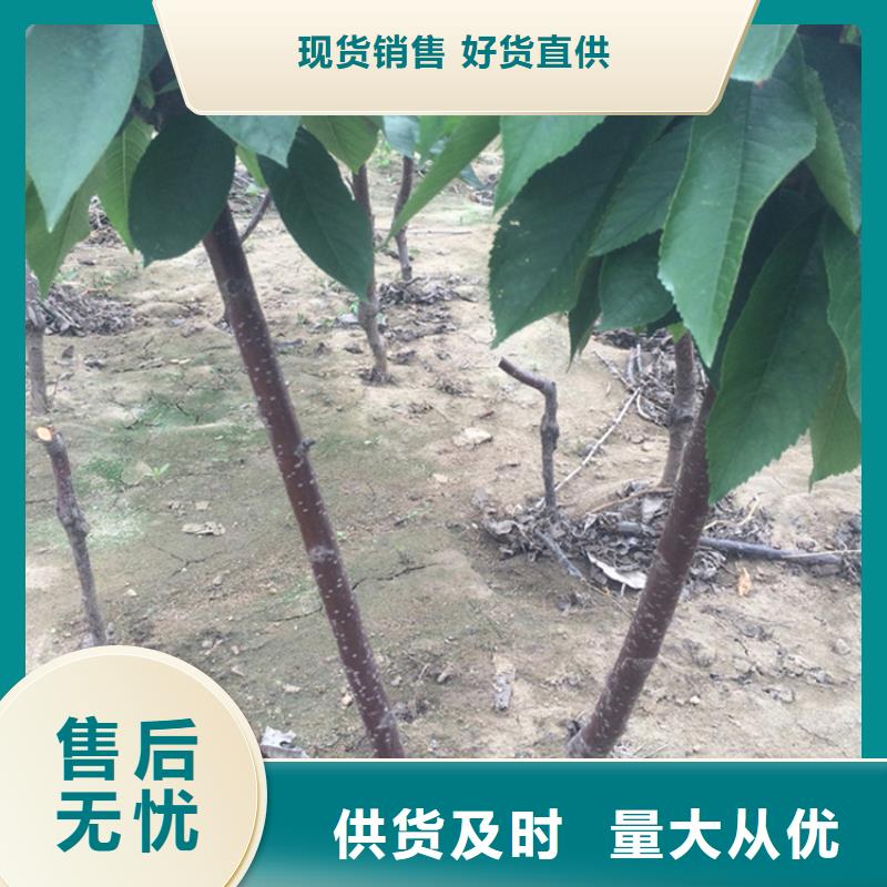 樱桃苹果苗一站式供应厂家