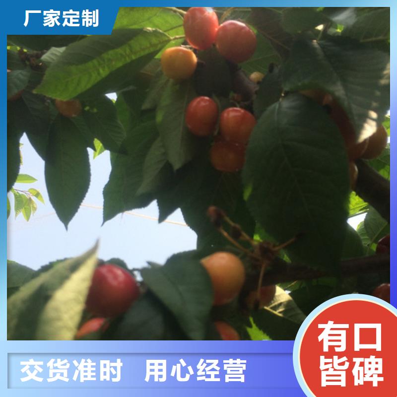 红石榴苗基地视频-广西省|南宁|桂林|钦州|防城港|崇左|柳州红石榴苗基地-轩园