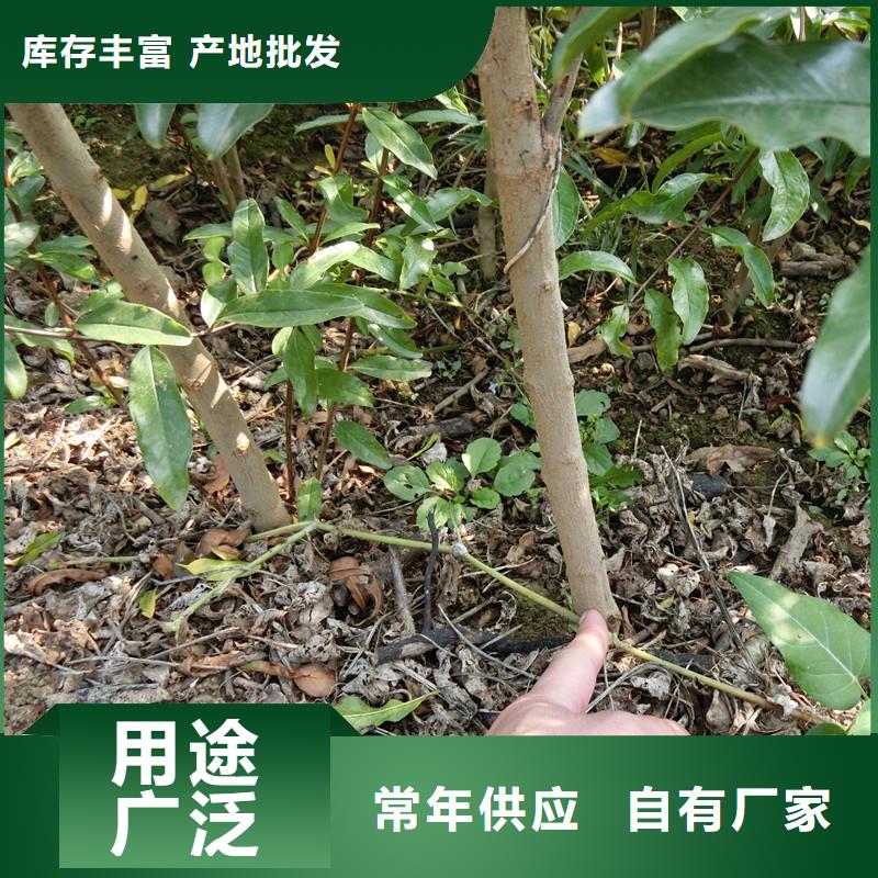 石榴_苹果苗多年经验值得信赖