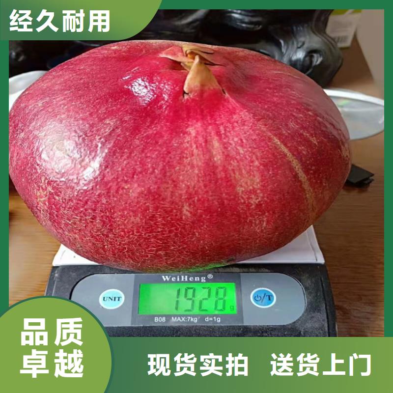 石榴_梨树苗用好材做好产品