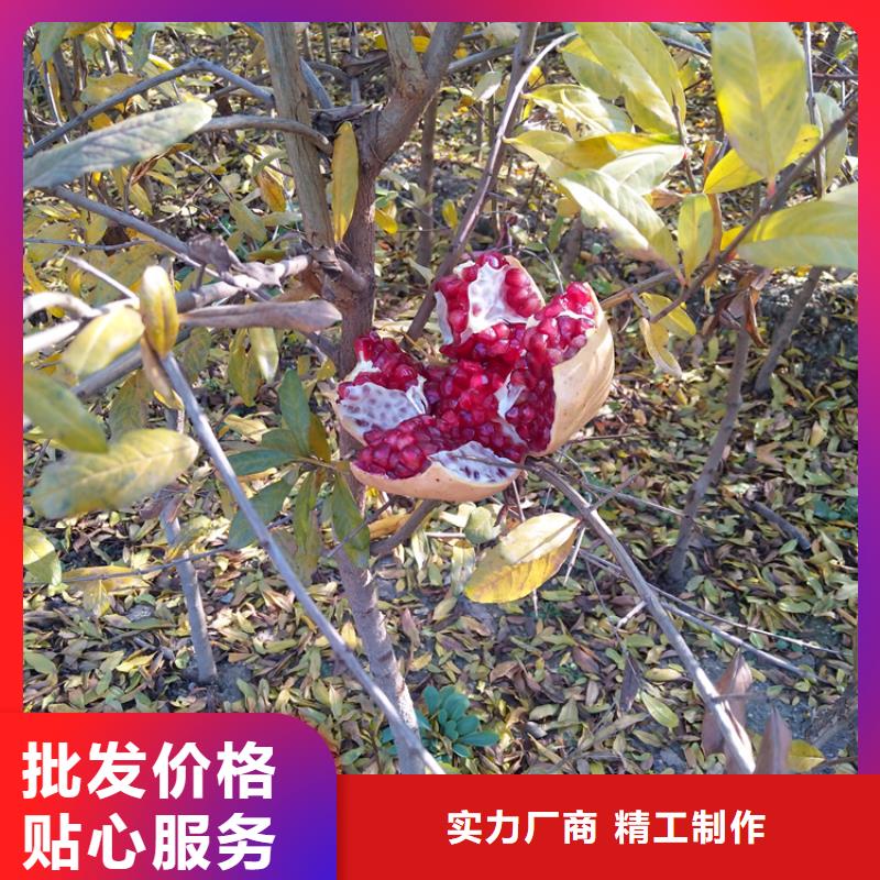 石榴_苹果苗多年经验值得信赖