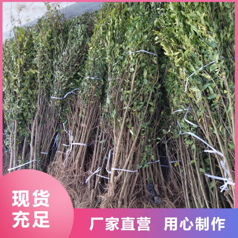 石榴_苹果苗多年经验值得信赖