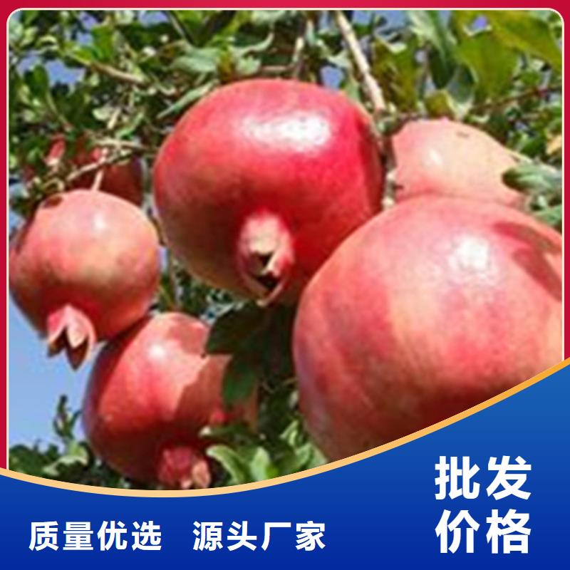 石榴苹果苗快速生产