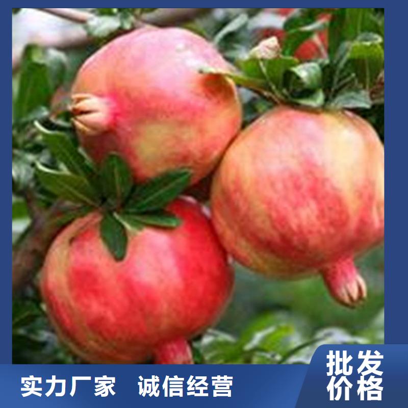 石榴苹果苗快速生产