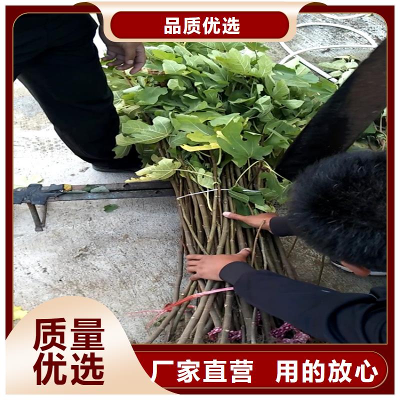 无花果桃树苗设计合理