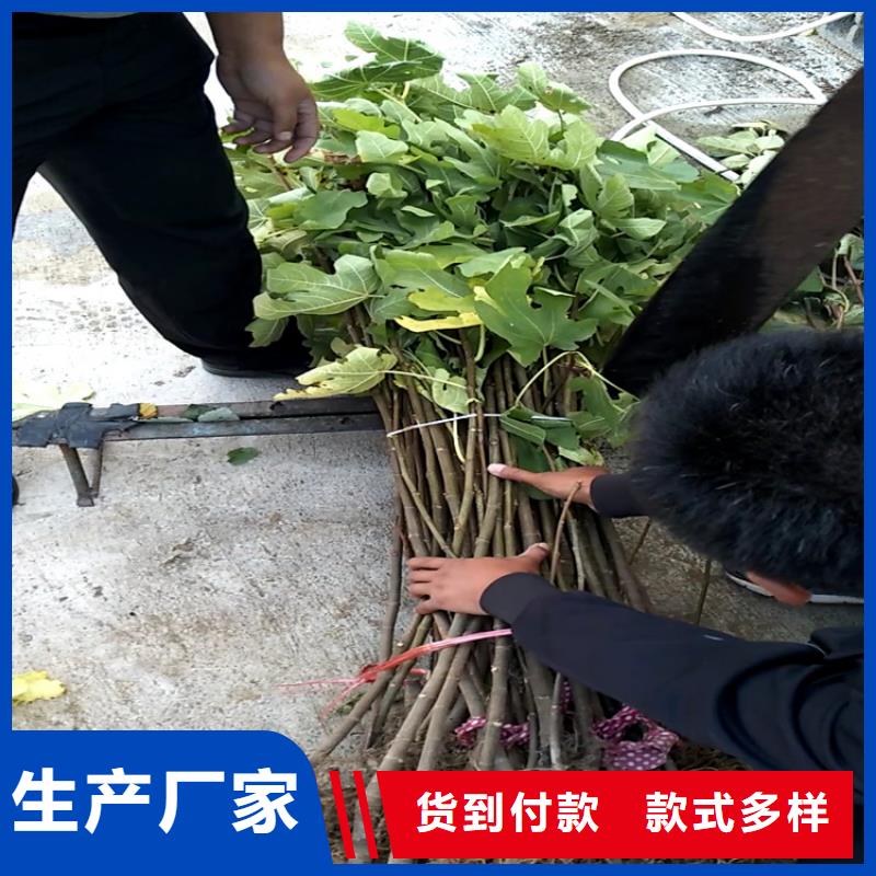 无花果-苹果苗品牌专营