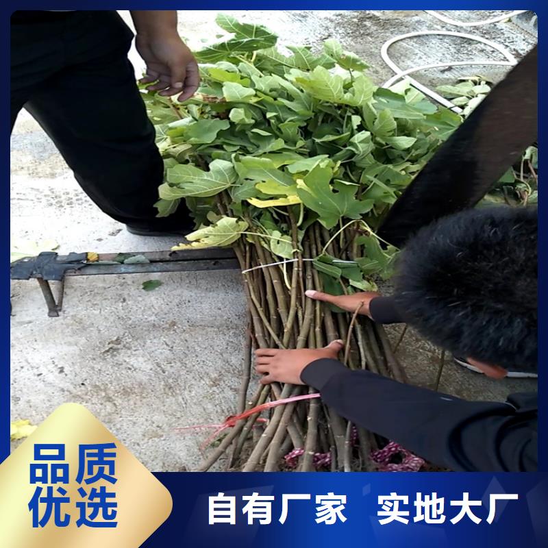 无花果3公分石榴苗做工精细