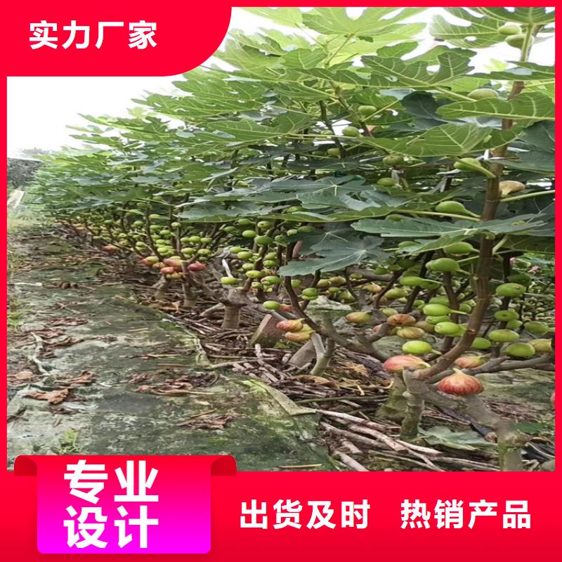 无花果【苹果苗】产地批发