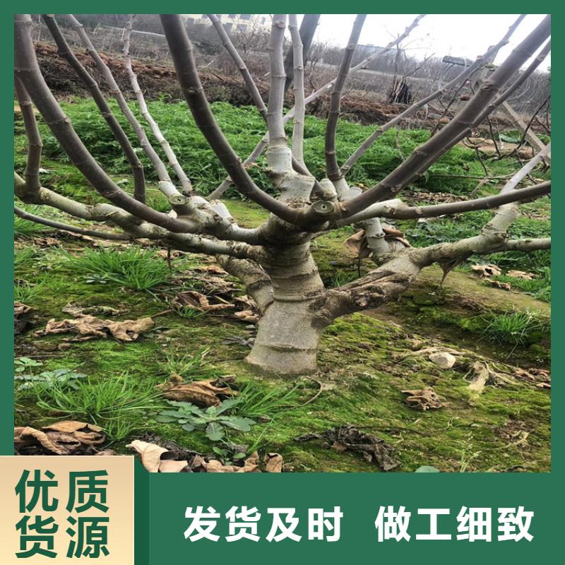 无花果苹果苗价格实在