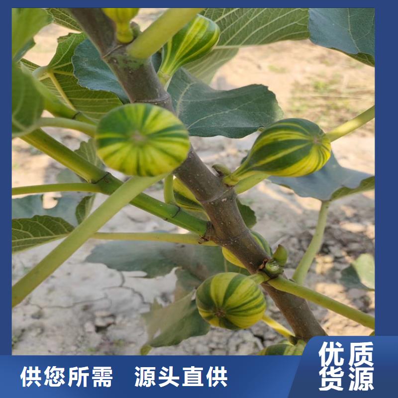 无花果,樱桃苗精心打造