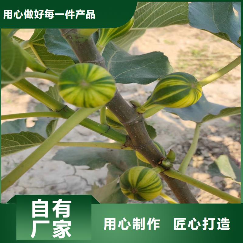 无花果桃树苗设计合理