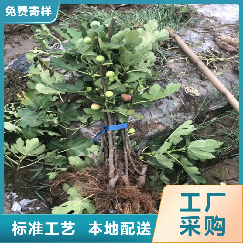 无花果-蓝莓苗专注细节更放心