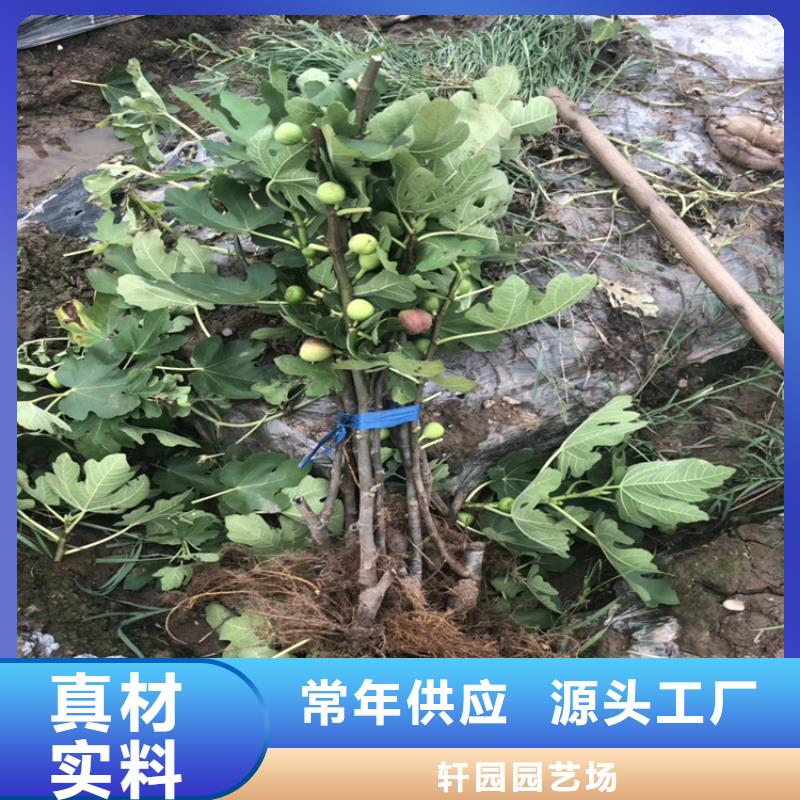 无花果-蓝莓苗专注细节更放心