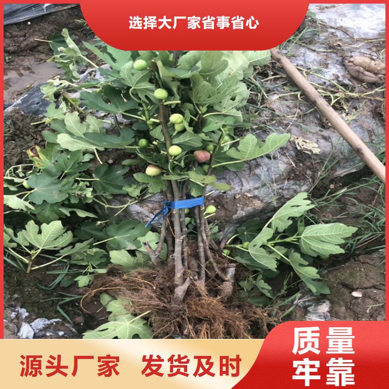 无花果樱桃苗正品保障