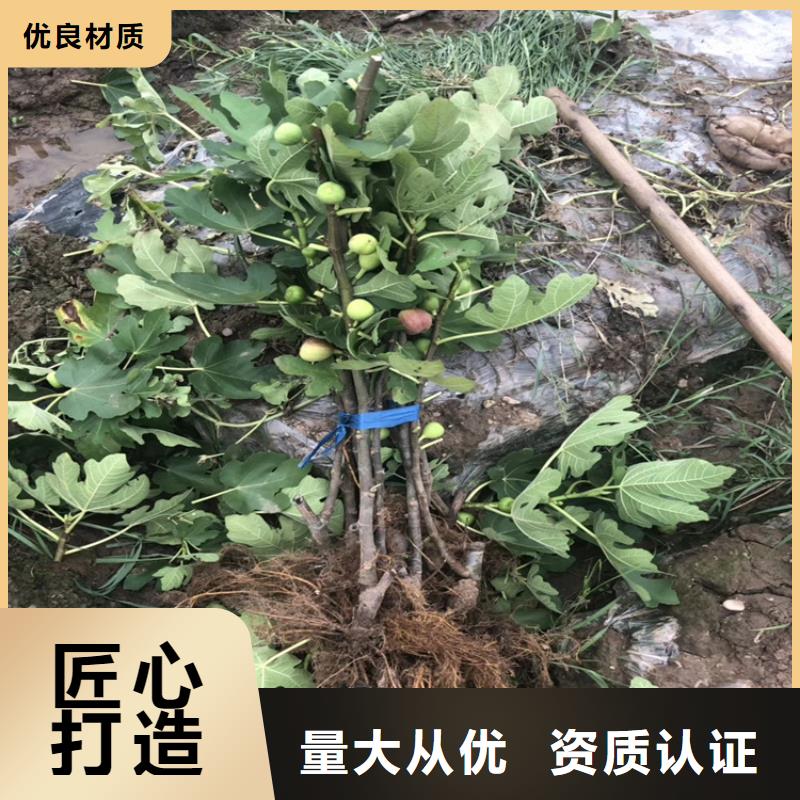 无花果【桃树苗】精选优质材料