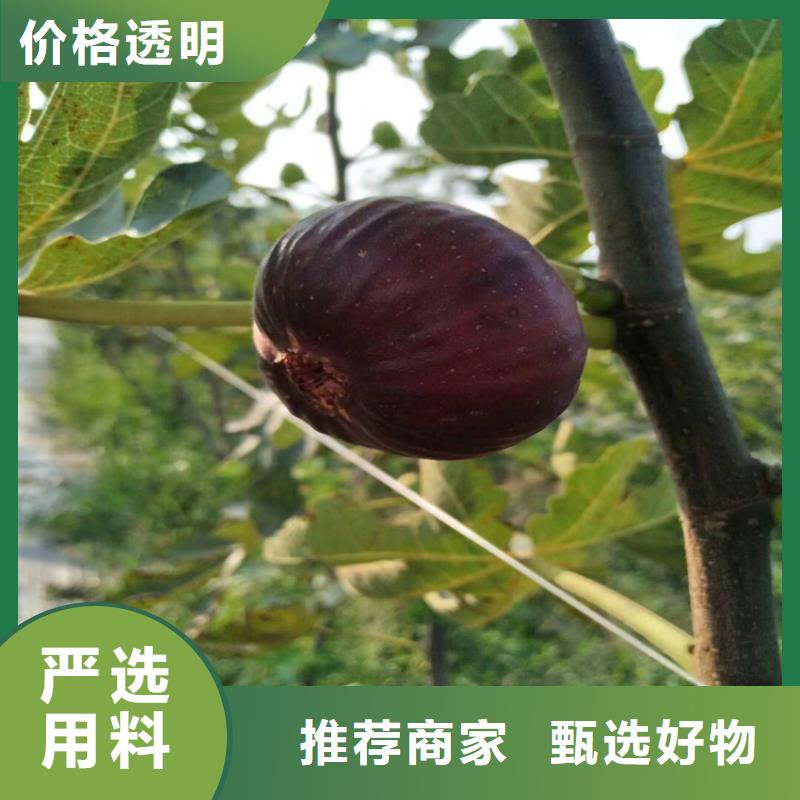 【无花果】樱桃苗多种规格可选