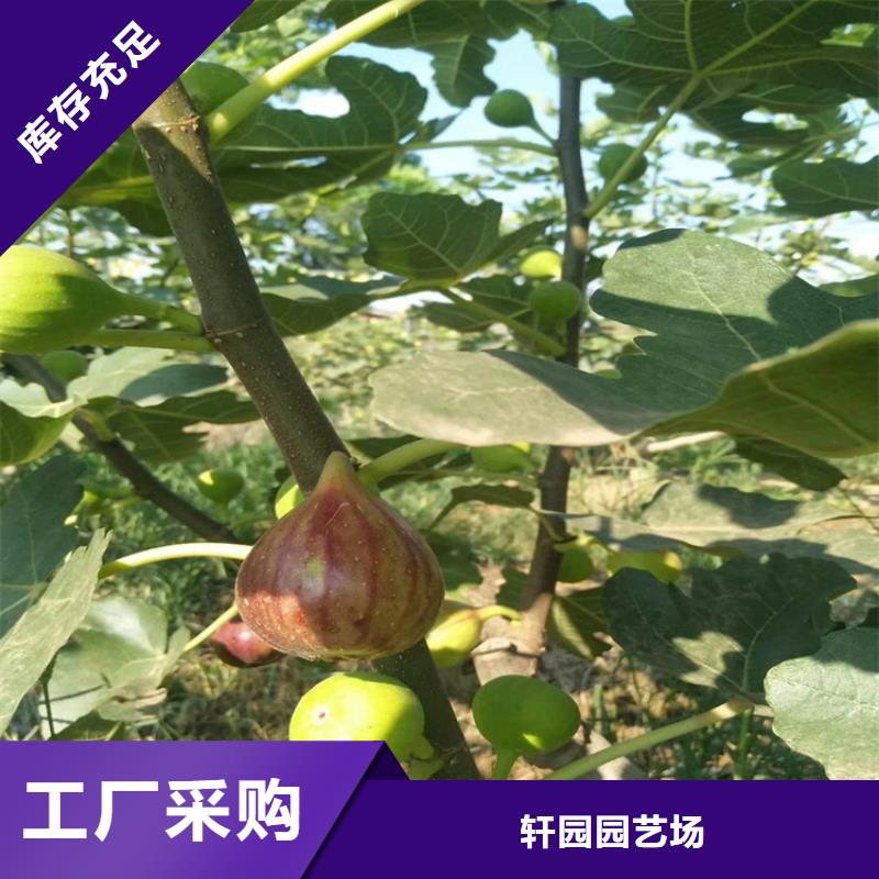 无花果_【苹果苗】实力厂商