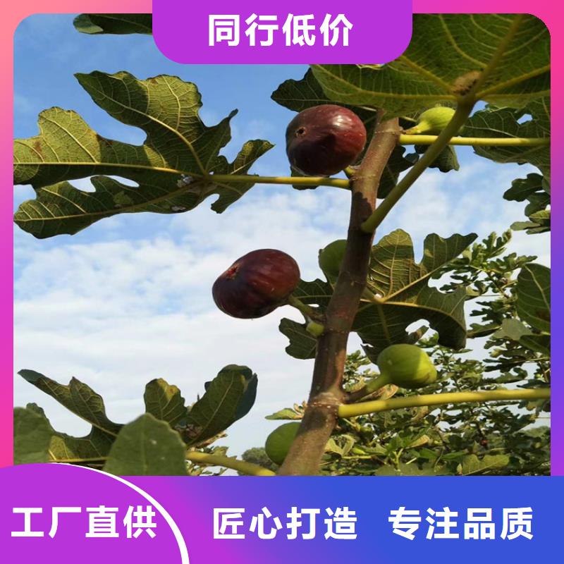 无花果【花椒苗】实体诚信经营