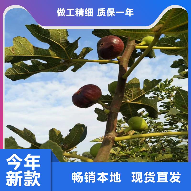 无花果苹果苗价格实在