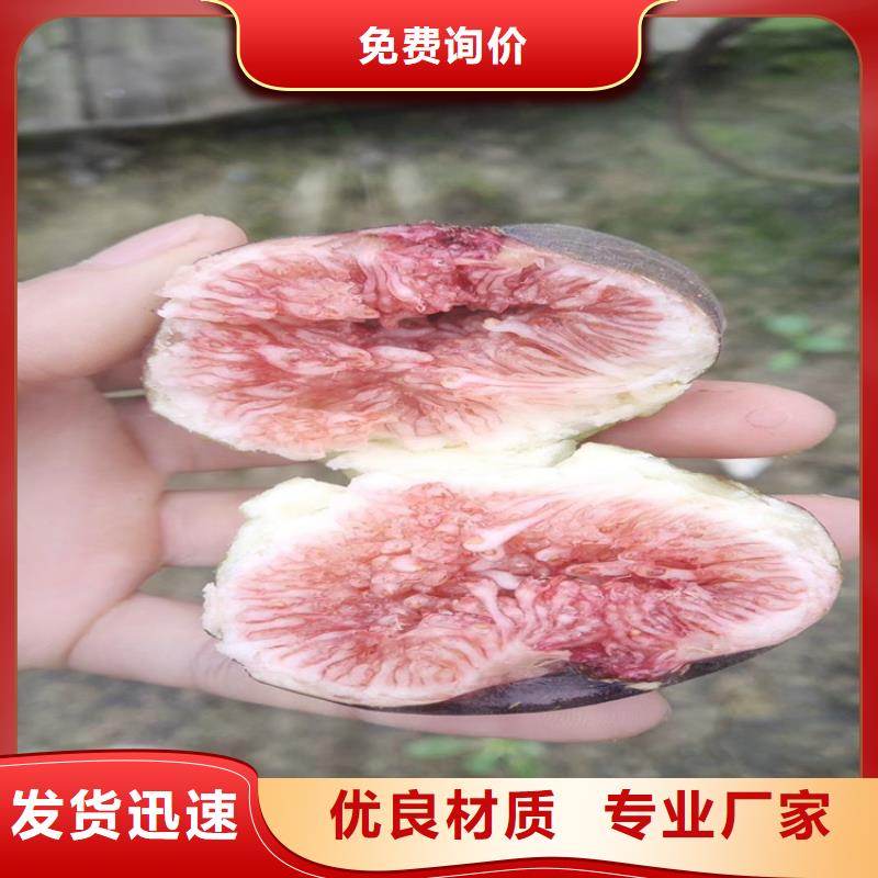 无花果樱桃苗规格型号全