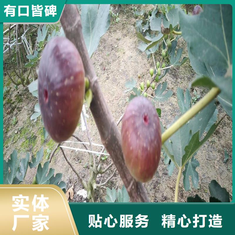 无花果【樱桃苗】好厂家有担当