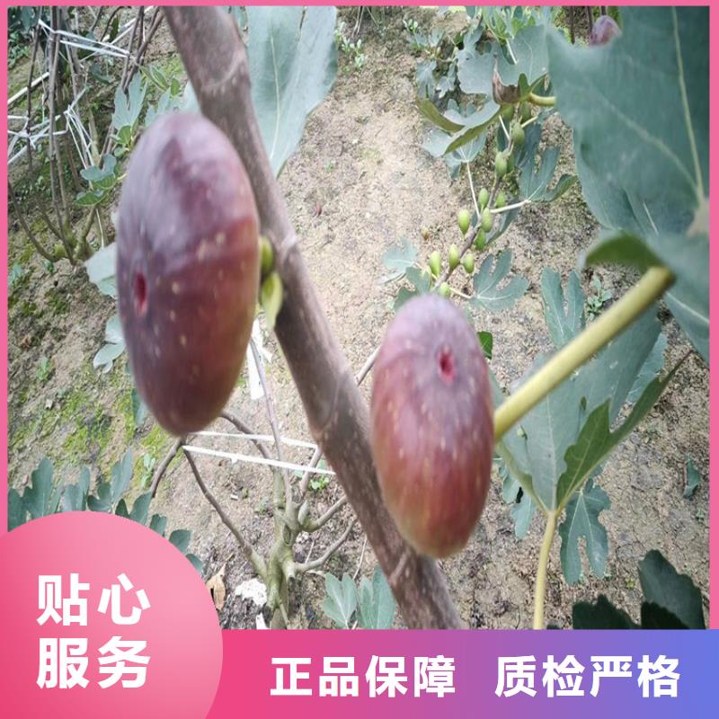 无花果樱桃苗真材实料