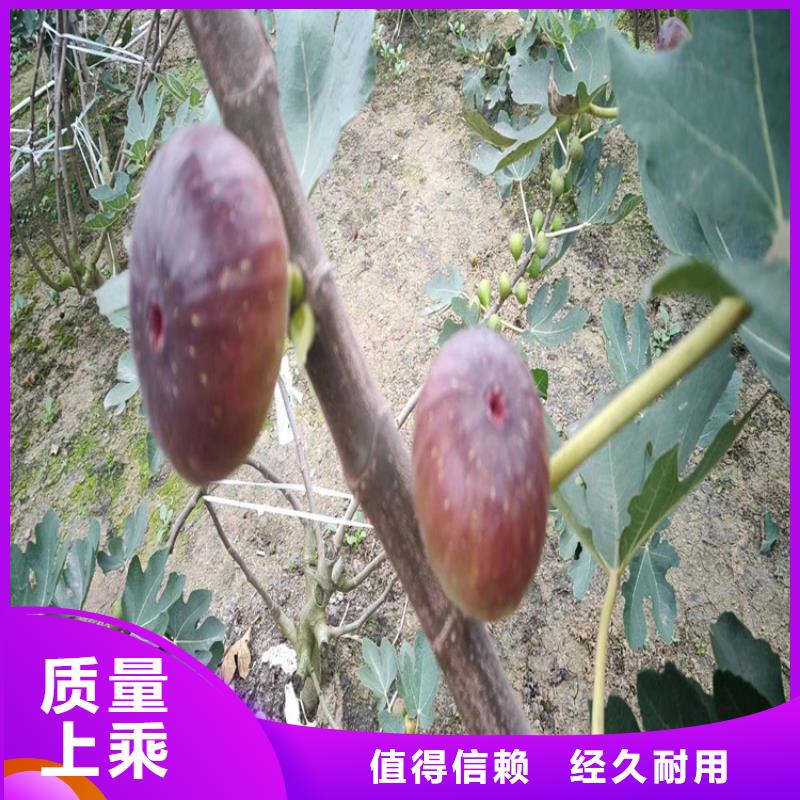 【无花果】樱桃苗源头厂家经验丰富