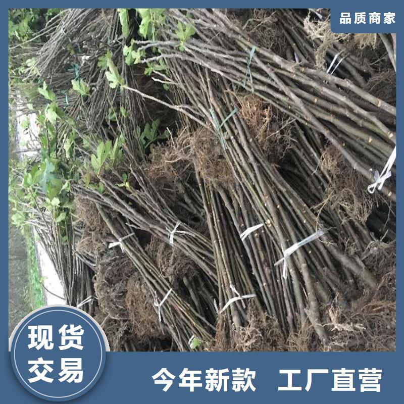 无花果西瓜苗认准大品牌厂家