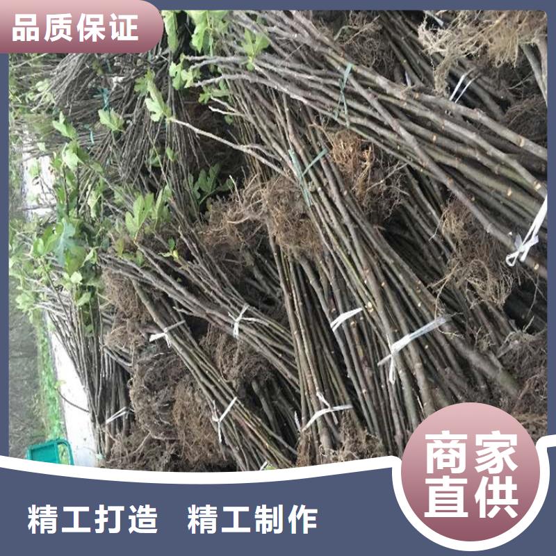 无花果樱桃苗拒绝伪劣产品