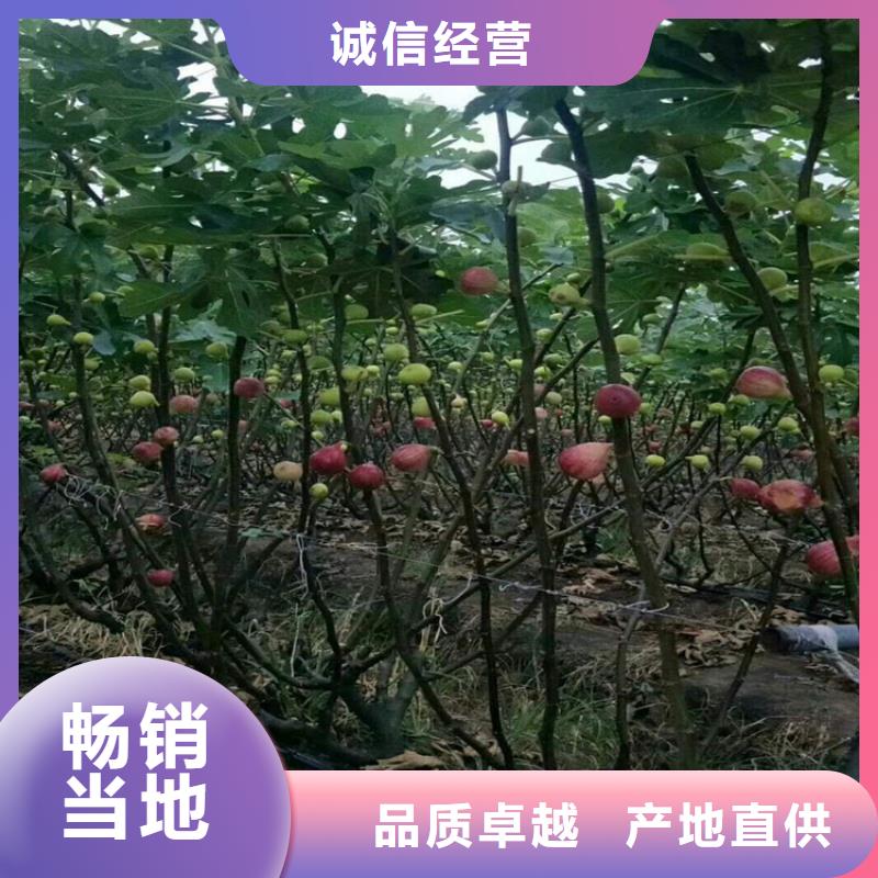 无花果樱桃苗买的放心