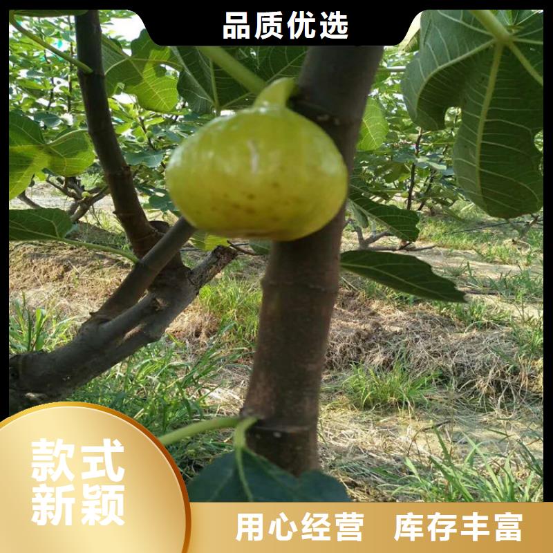 无花果石榴树常年供应