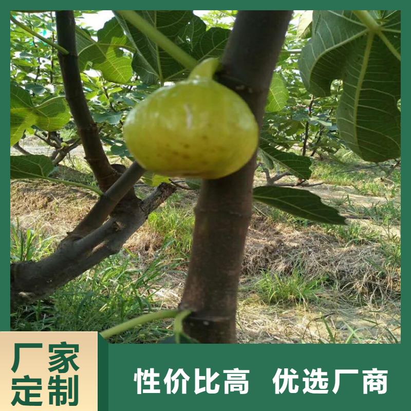 无花果苹果苗有实力有经验